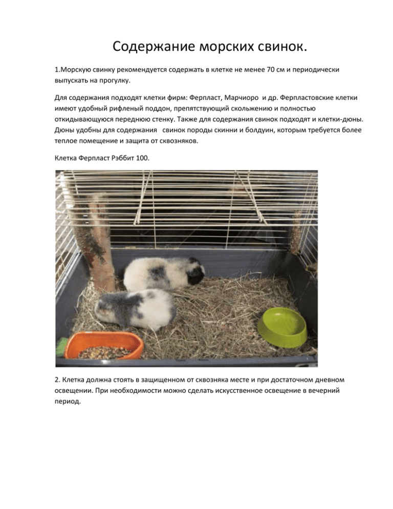 Как содержать морскую свинку