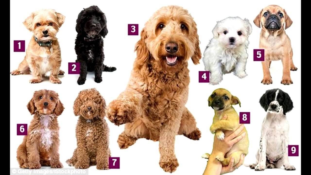 Самые известные породы собак