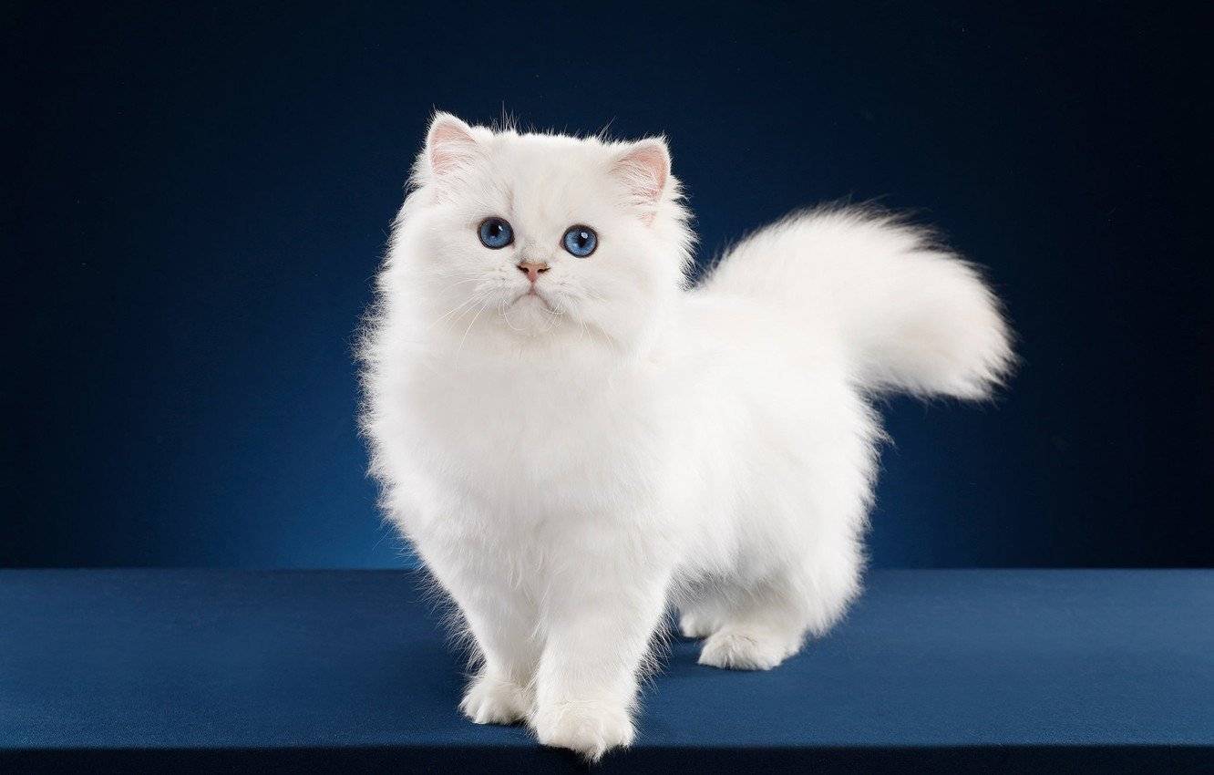Белые кошки с голубыми глазами: порода, названия и описание