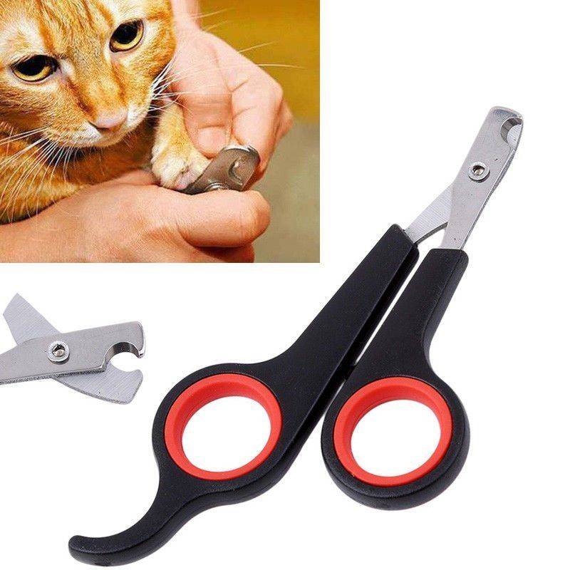 Как правильно подстричь когти кошке самостоятельно в домашних условиях: где можно срезать коготь и как часто, видео и фото, когтерезом и ножницами