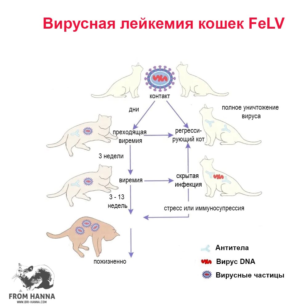 Вирусный лейкоз у кошек: симптомы и лечение заболевания