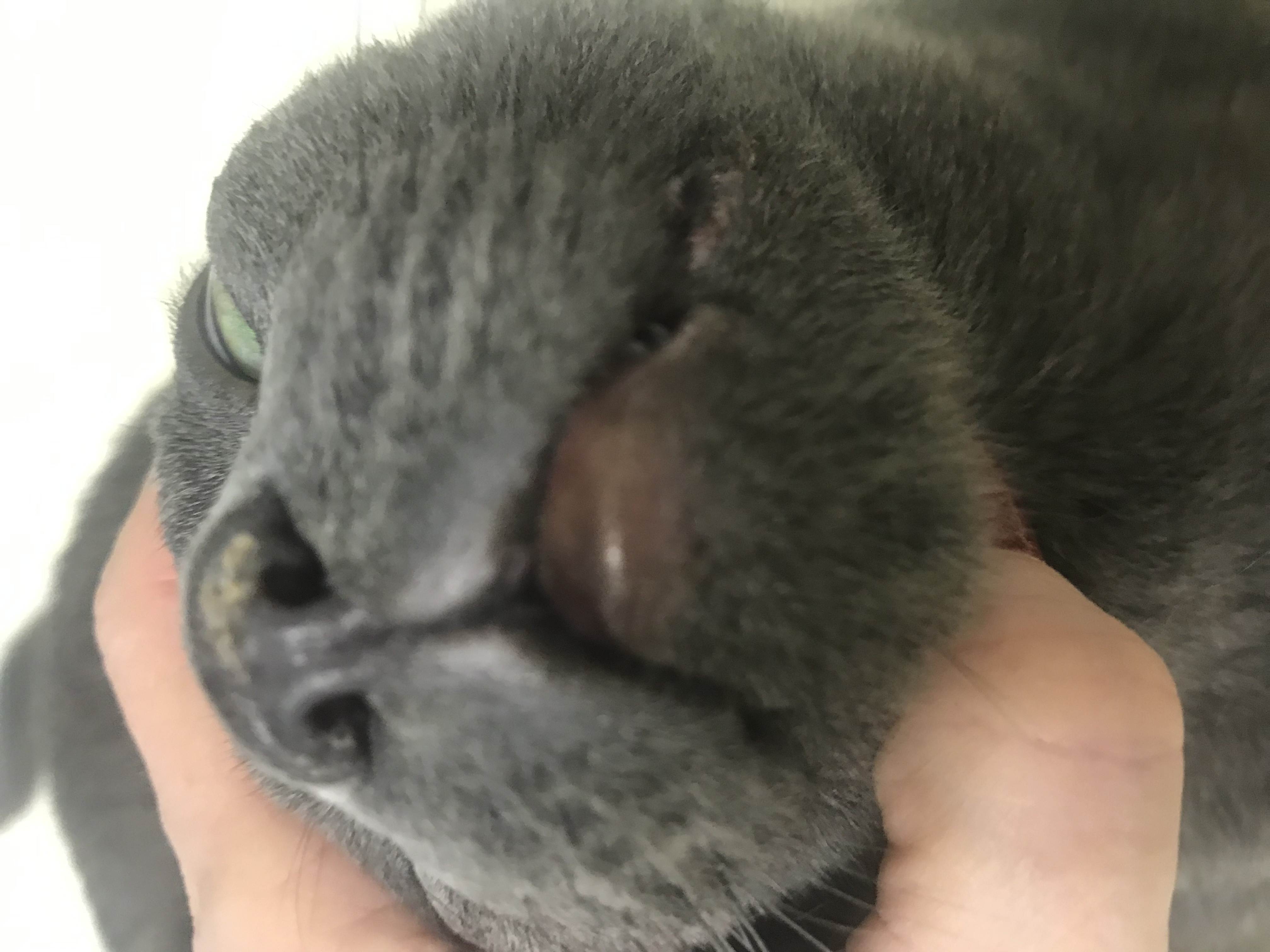 Припухлость нижней губы у кота
