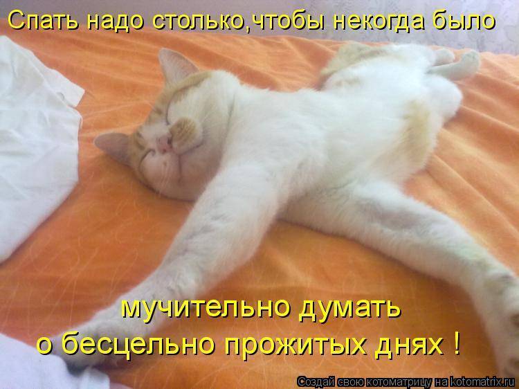 Почему нельзя будить спящего кота? дайте коту выспаться! | дневники кота космоса | дзен