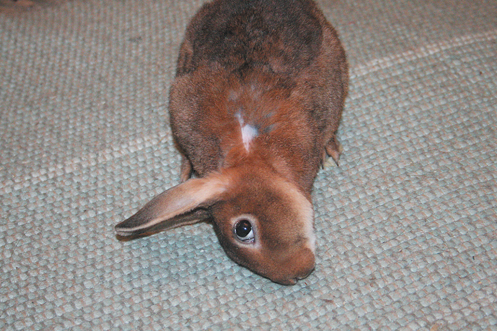 Пододерматит у кроликов: лечение натоптышей и болячек на задних лапах