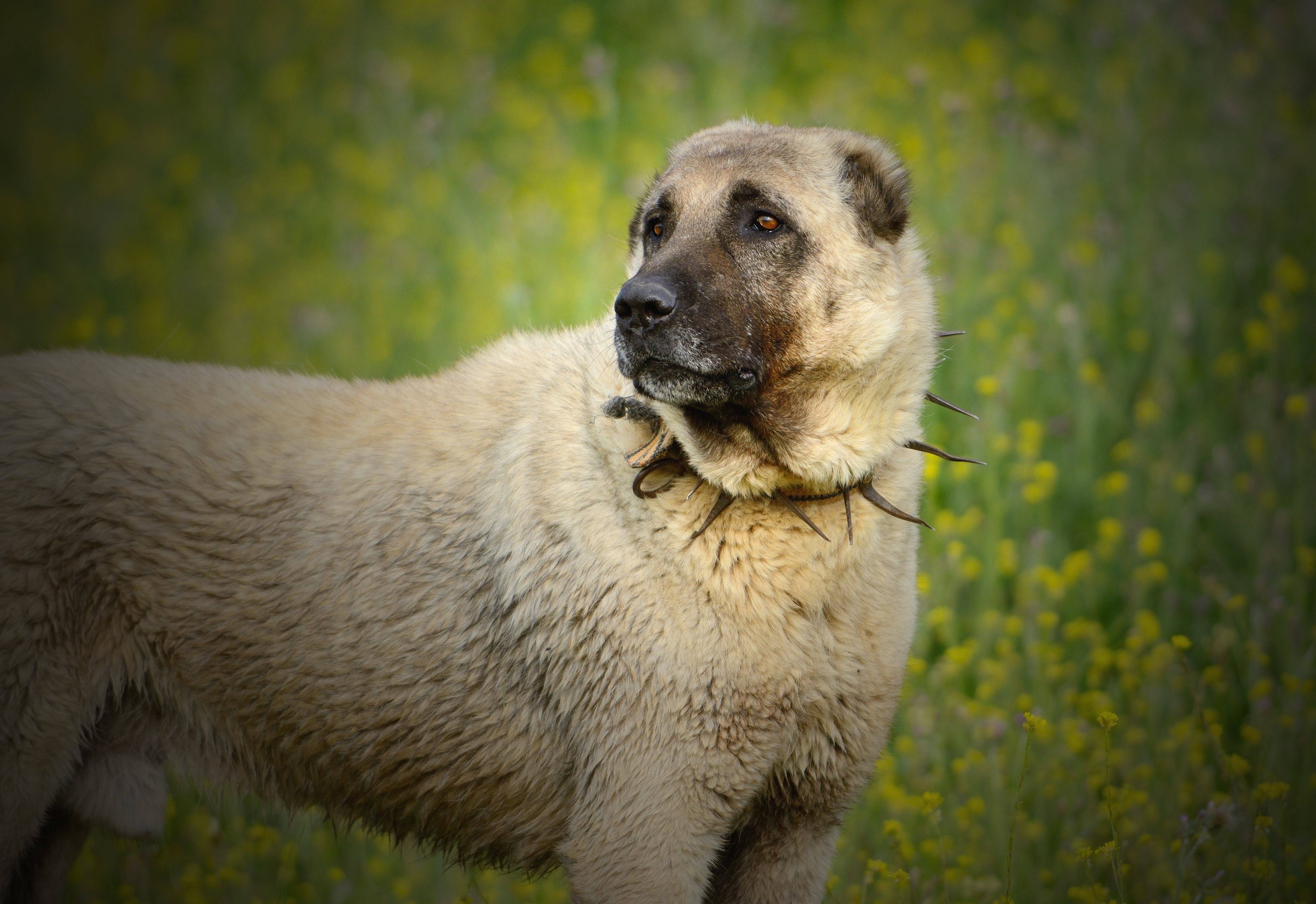 Кангал — анатолийская овчарка