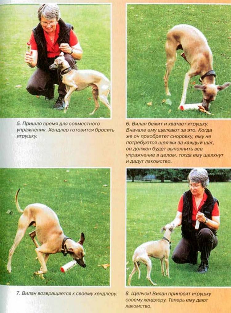 Обучение собаки команде фас: эффективные методы дрессировки