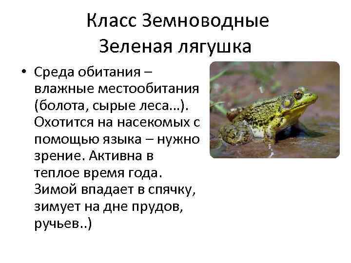 Сообщение про жабу зеленую