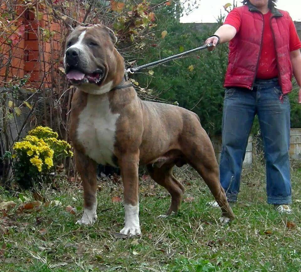 Американский бандог