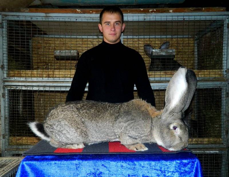 Характерные особенности и специфика разведения кроликов породы серый великан