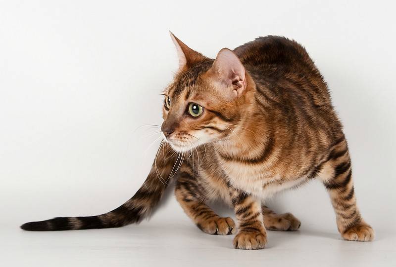 Описание и особенности темперамента кошек породы тойгер (тайгер), основы ухода