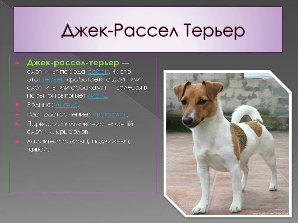 Плюсы и минусы породы собак бостон-терьер
