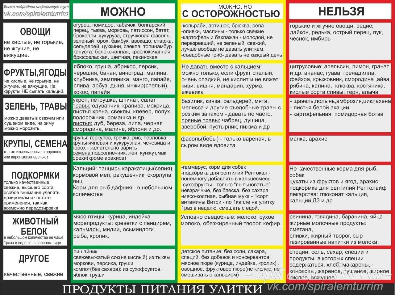 Чем кормить домашнюю декоративную крысу: чем питается и что из еды любит больше всего - kotiko.ru