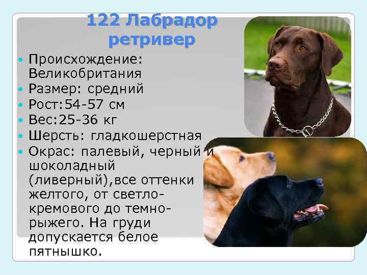 Продолжительность жизни собак породы лабрадор. сколько живут лабрадоры