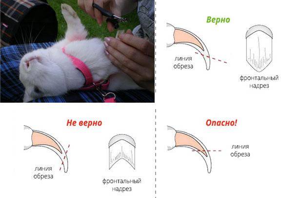 Стрижка шпица