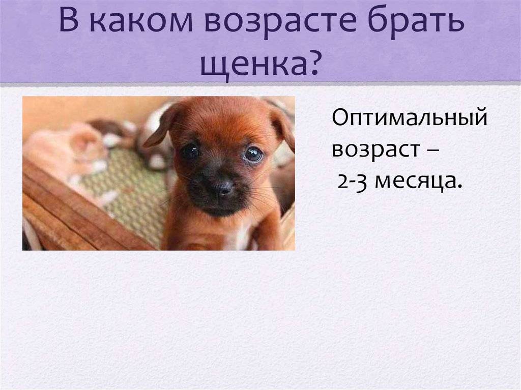 Когда можно забирать щенка домой | dogkind.ru
