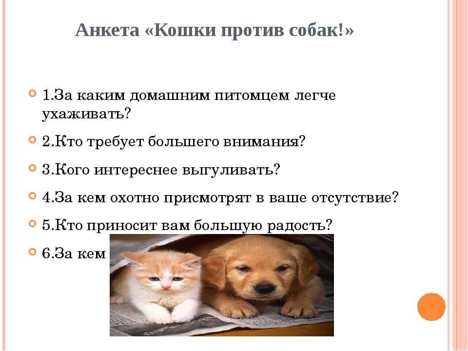 Чем отличается кошка от собаки?