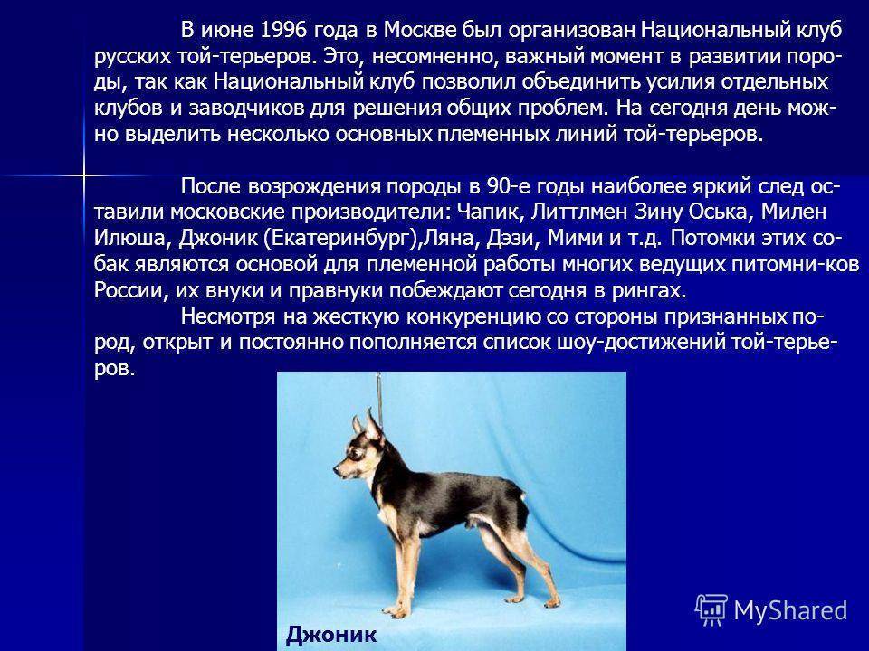 Русский той терьер: описание породы собак с фото щенков, особенности ухода и содержания, отзывы владельцев