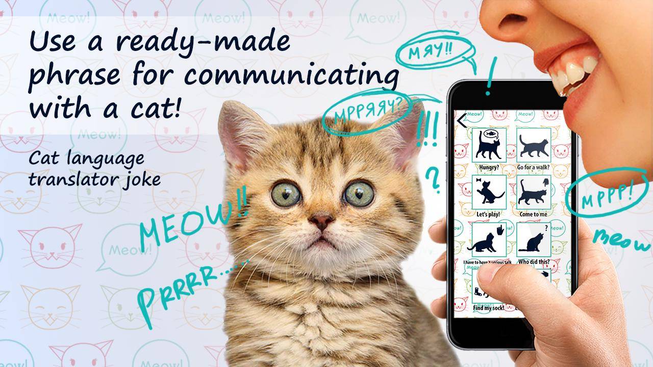 Переводчик с кошачьего на русский: что это, 13 основных жестов тела кошки, как распознать звуки