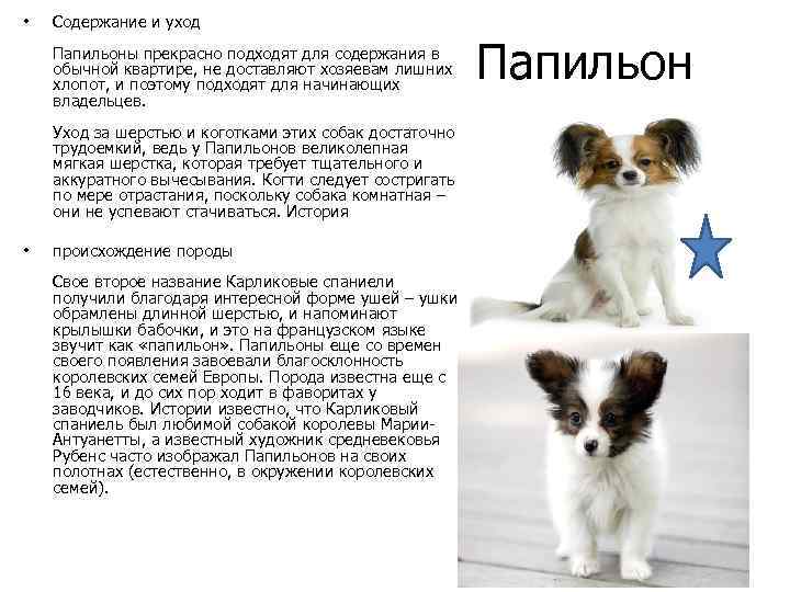 Гаванские бишоны: описание породы собак, фото, отзывы владельцев :: syl.ru