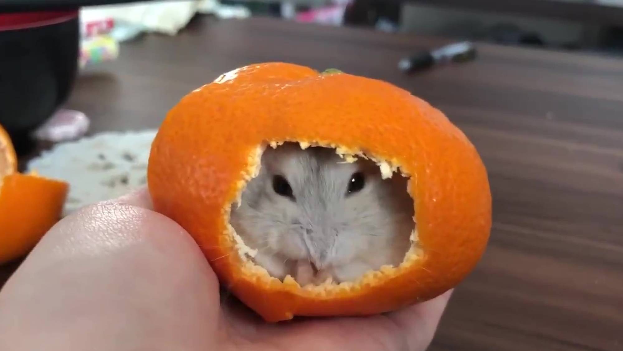 Можно хомякам апельсин