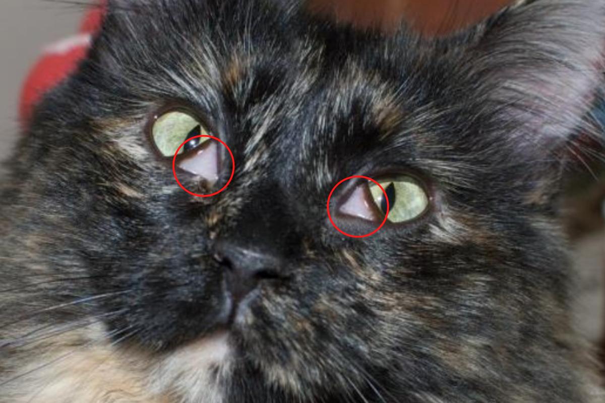 Травма глаза у животного: что нужно и чего нельзя делать?