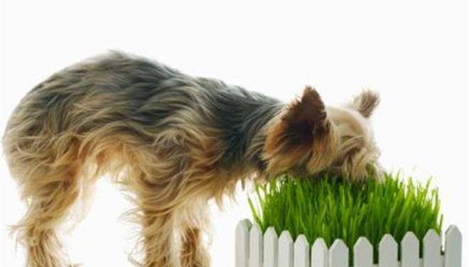 Зачем собака ест траву?