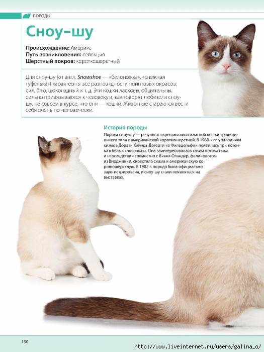 Сноу-шу кошка: описание, характер, фото, цена, содержание