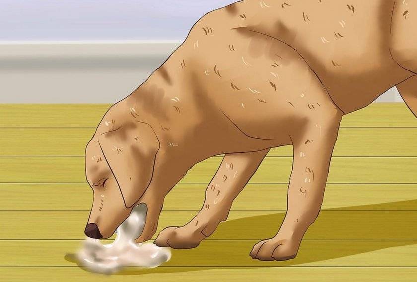 Собаку рвет пеной: основные причины и способы лечения