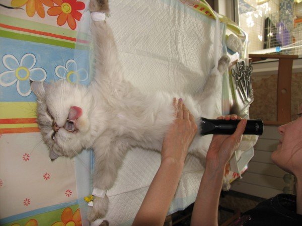 Течка у кошек: что делать хозяину