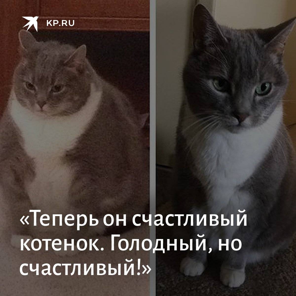 Почему старый кот сильно похудел?