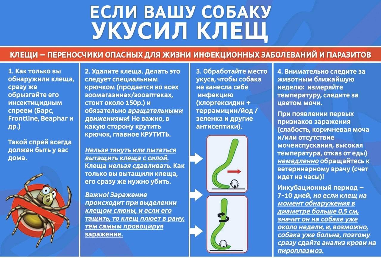 Пироплазмоз у кошек: возможные причины и особенности лечения. пироплазмоз у кошек: симптомы лечение