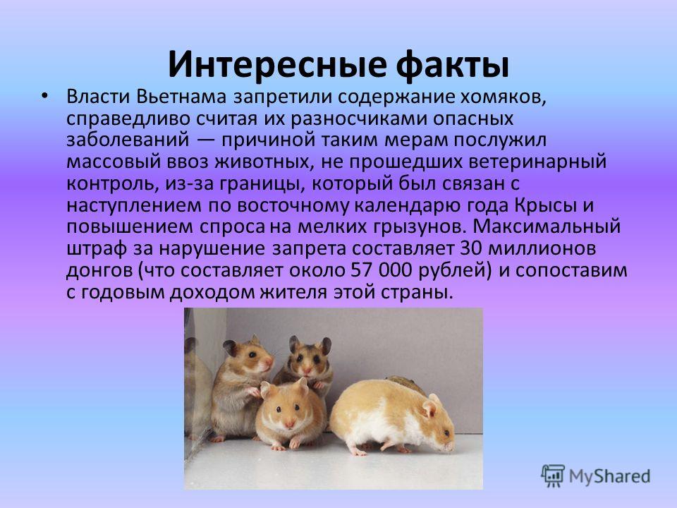 Самые интересные факты о хомяках