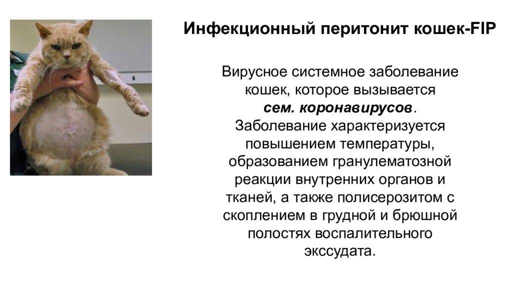 Фип у кошек: как лечить и профилактировать недуг