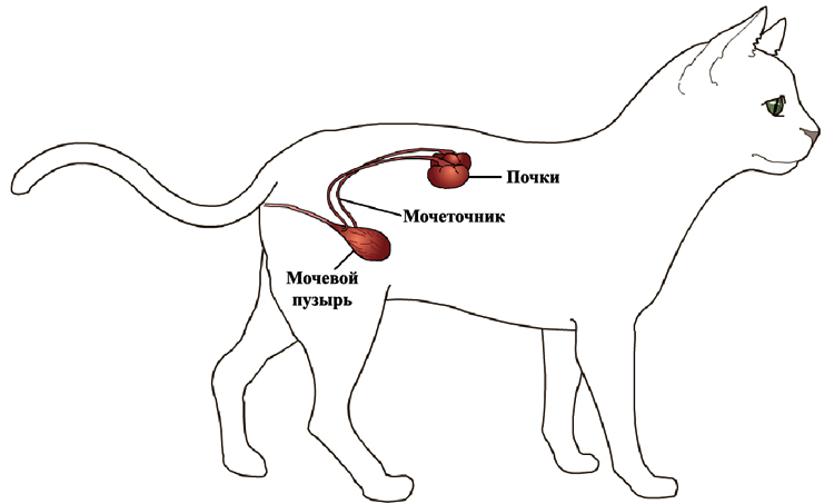 Болезни мочеполовой системы кошек и собак