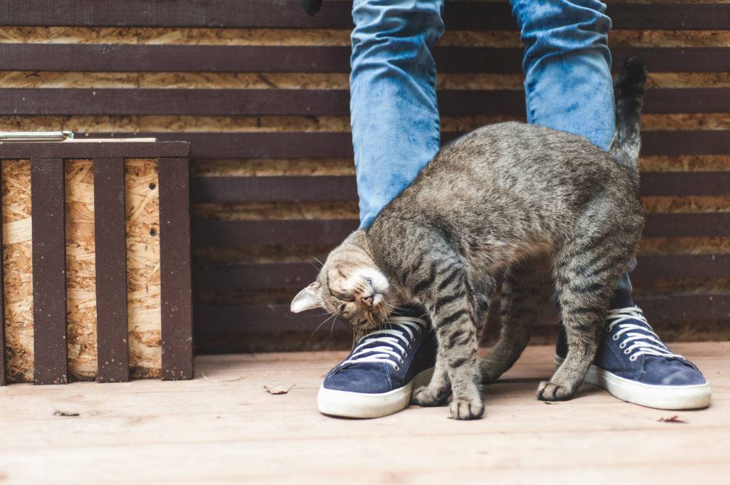 Почему кот ходит по пятам за хозяином? - gafki.ru