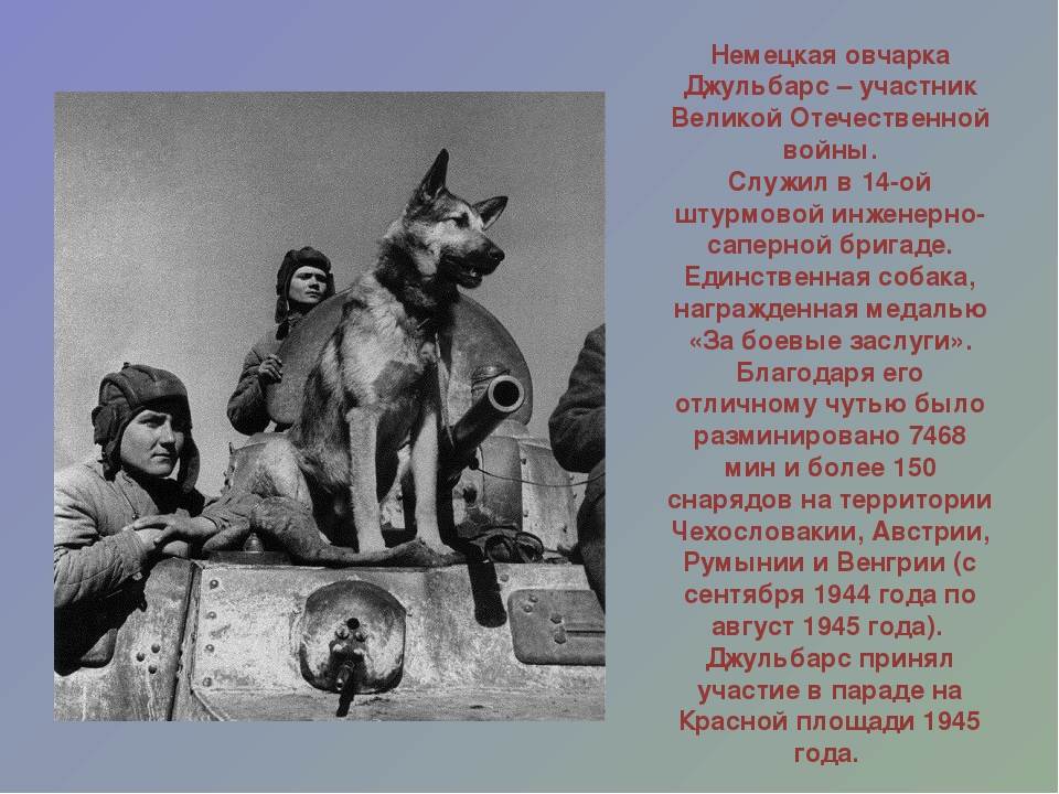 Собаки в годы отечественной войны: как помогали, сколько служило