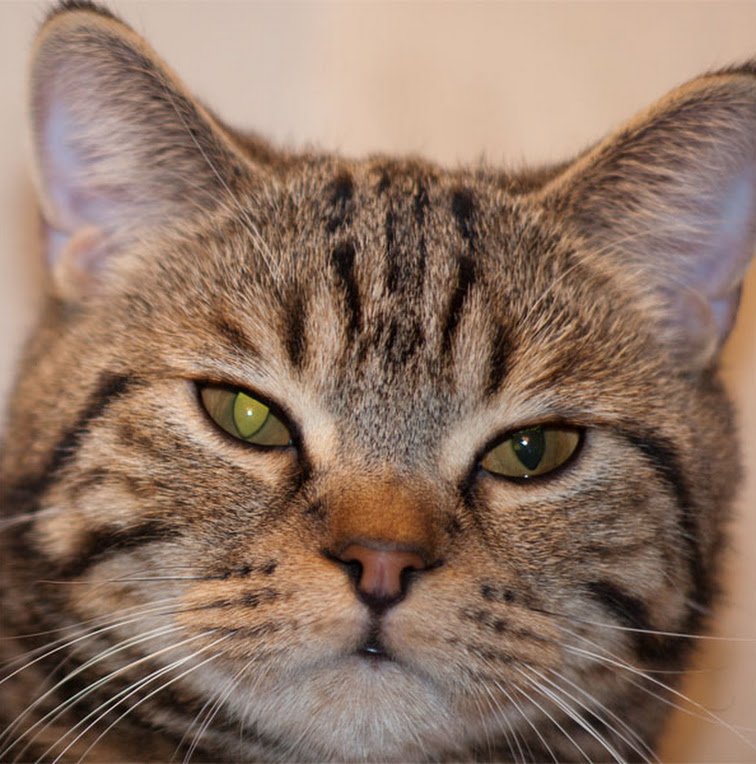 У кошки слезится один глаз: что делать, возможные причины