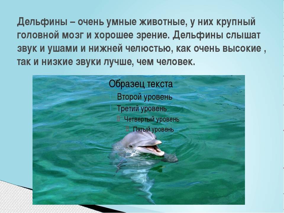 Почему язык дельфинов круче человеческого?