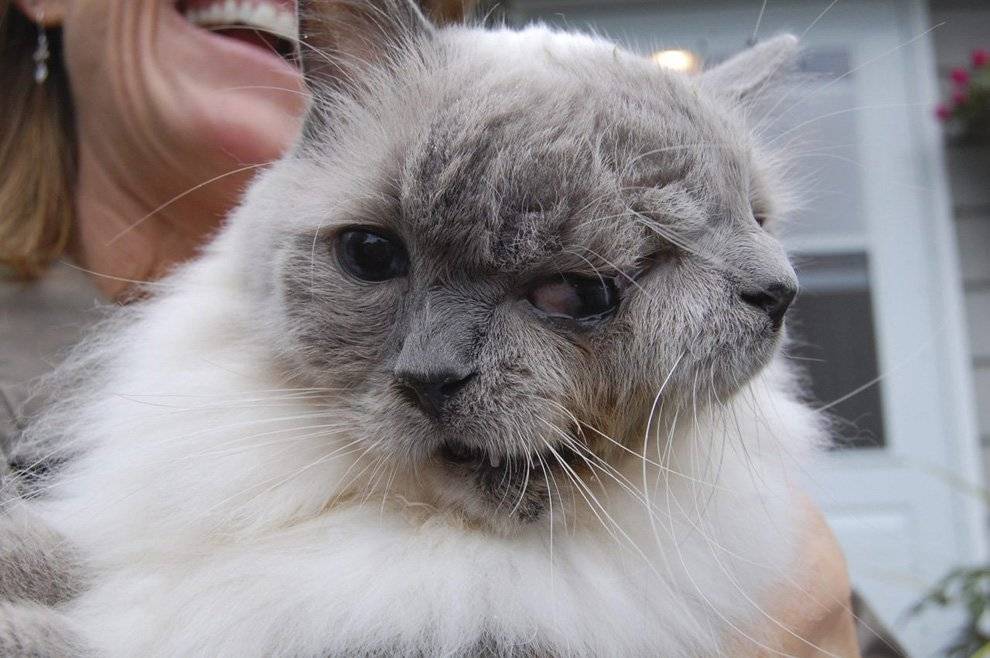 ᐉ кот с человеческим лицом: что за порода, как зовут, видео и фото - zoogradspb.ru