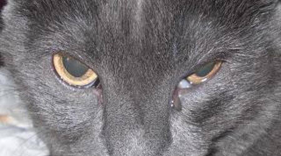 У кошки черные выделения из глаз - что делать?