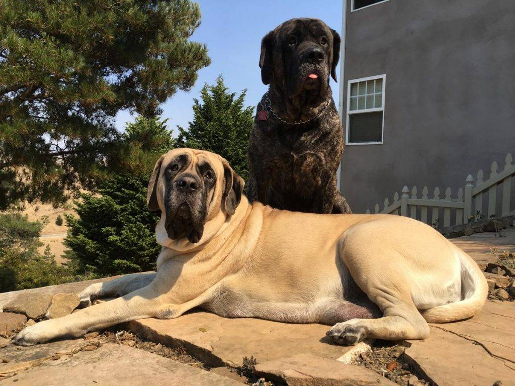 Топ самых больших пород собак в мире с названиями и фото