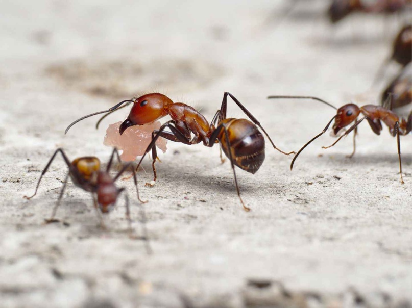 Camponotus nicobarensis - antwiki