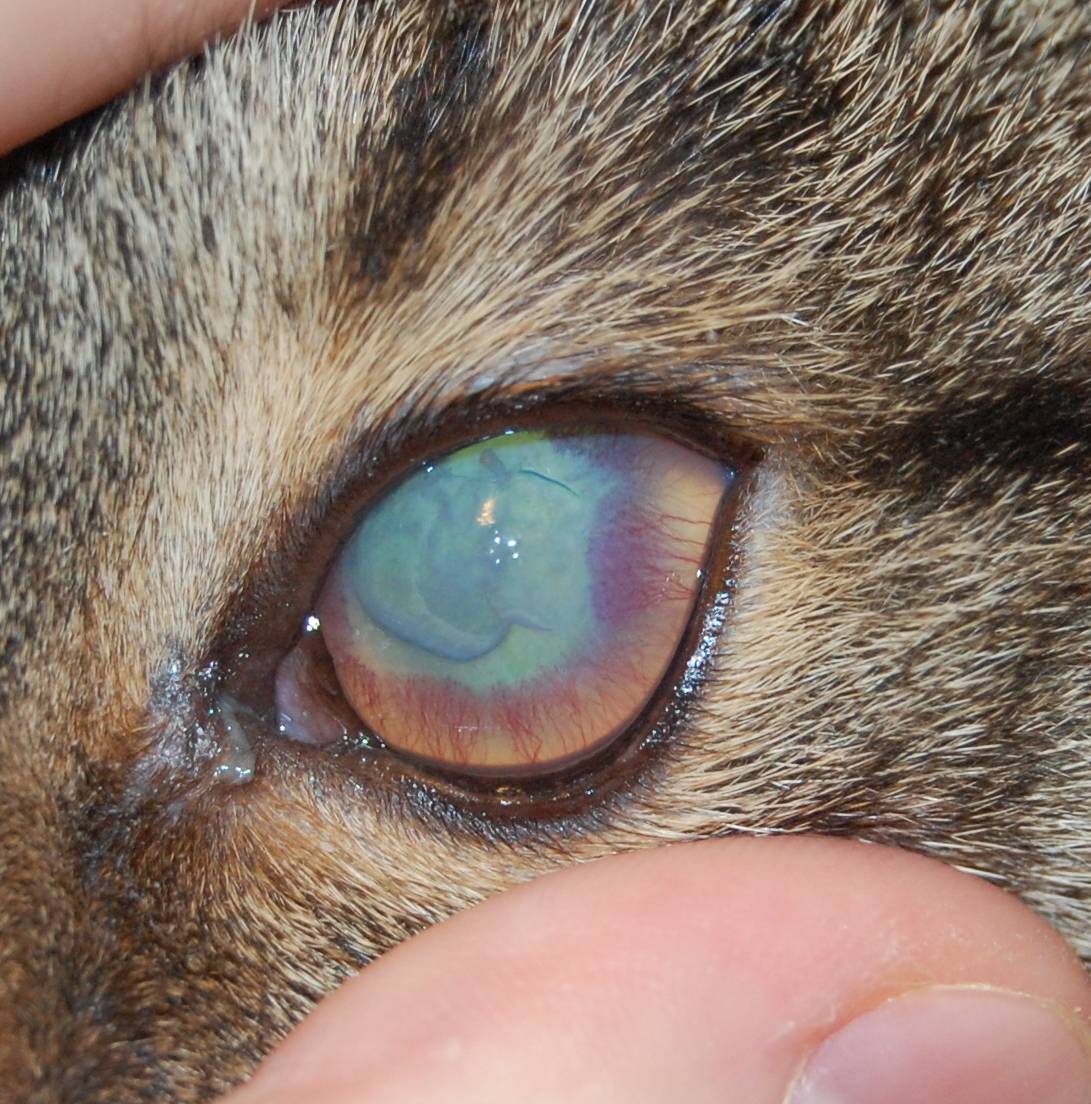 Конъюнктивит у кошек: классификация, симптомы каждого вида, лечение | звери дома