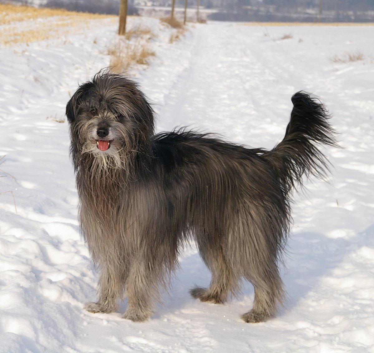 Большие и маленькие длинношёрстные собаки: список пород и особенности ухода