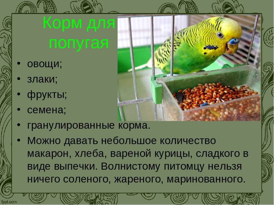 Черноголовый каик попугай: описание, содержание в домашних условиях