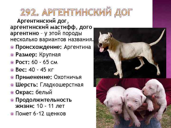 Аргентинский дог - описание породы и характер собаки