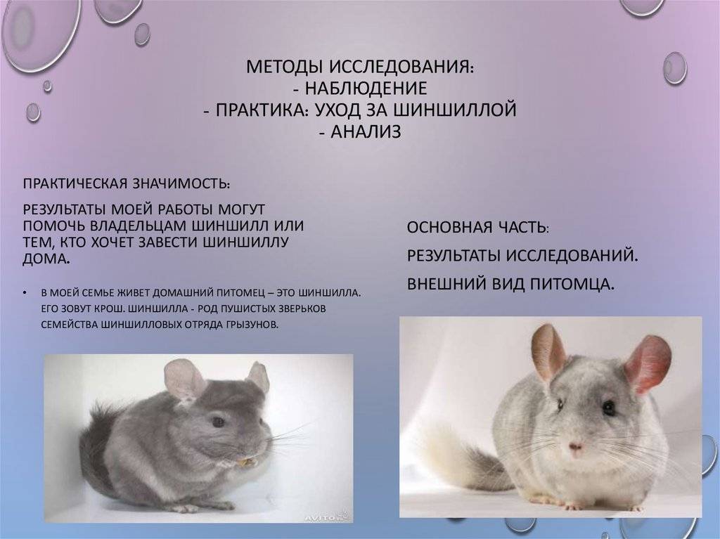 Шиншилла