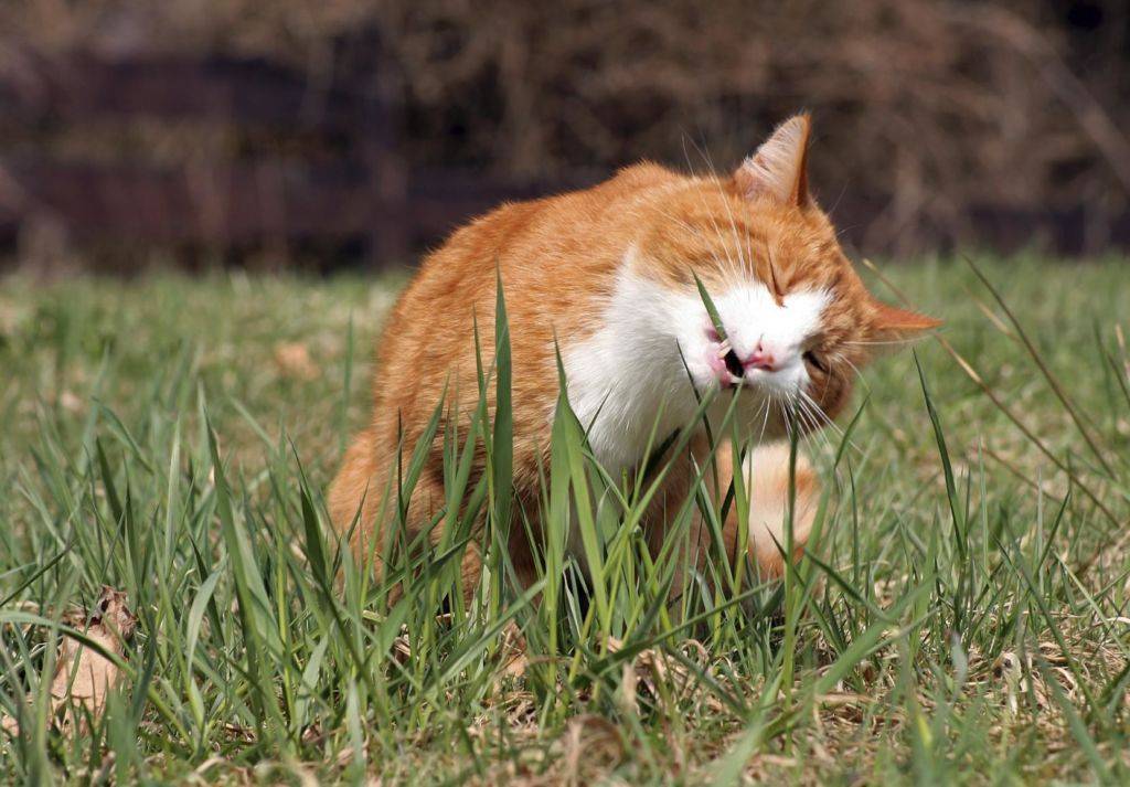 Трава для кошек. безопасные растения для животных