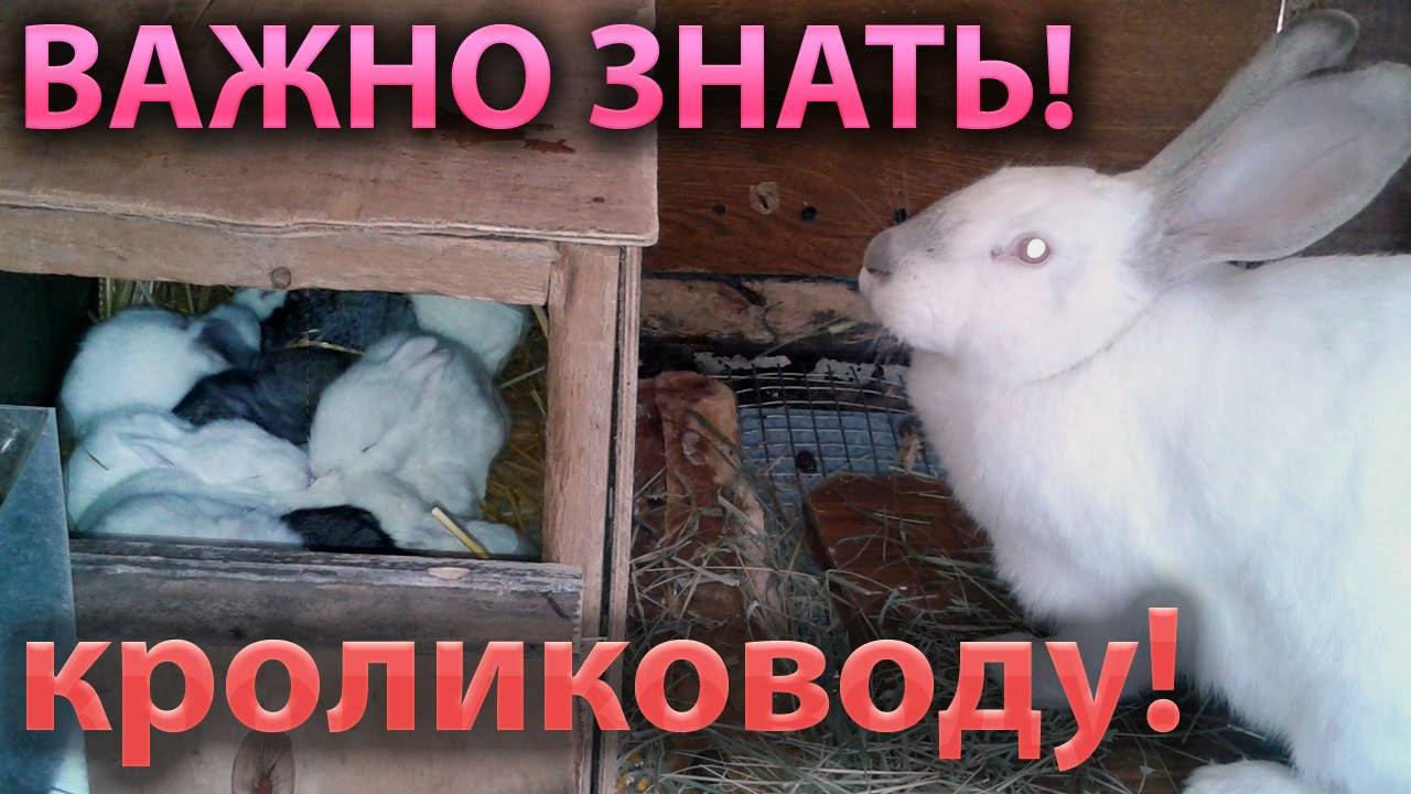 Почему крольчиха разбрасывает крольчат сразу после окрола: что делать, не рвет пух