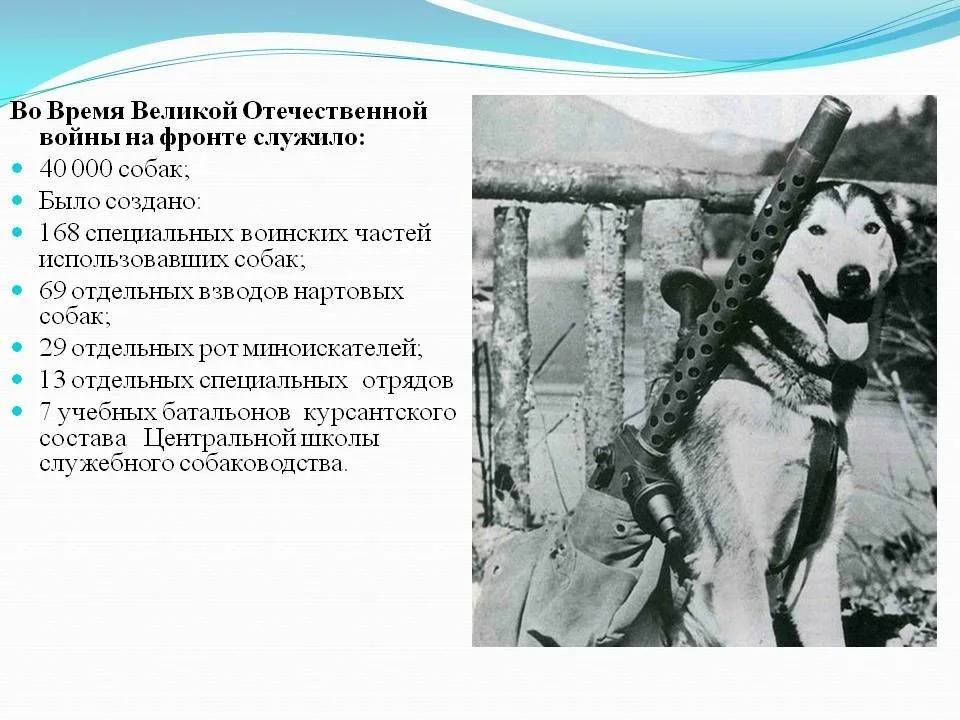Собаки-герои великой отечественной войны — обсуждение в группе "собаки" | птичка.ру